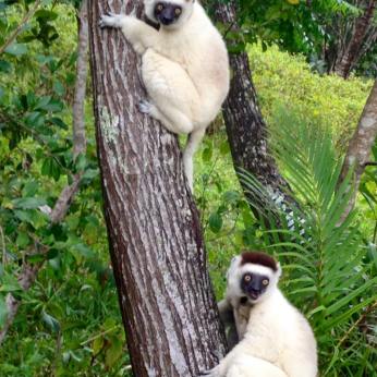 Dancing Lemurs